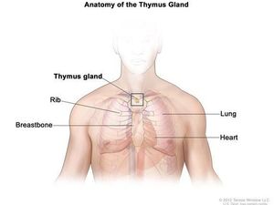 Organ Ini Sering Diangkat Dokter, Ternyata Berpotensi Melawan Kanker