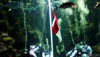 Kemeriahan Sea World Ancol Jelang HUT RI
