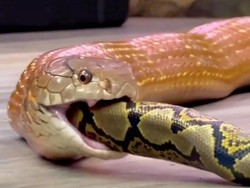 Ngeri! Viral Video King Kobra Menelan Hidup-hidup Ular Piton Besar