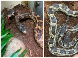 Potret Ular Berkepala Dua yang Super Langka