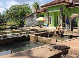Tantangan Peternak Ikan Ciamis di Tengah Musim Kemarau Panjang Tantangan Peternak Ikan Ciamis di Tengah Musim Kemarau Panjang
