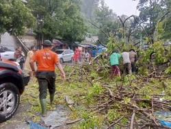 Cuaca Buruk, 5 Kendaraan Rusak Tertimpa Pohon Tumbang di Padang