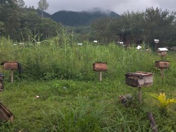 Saat Perempuan di Aceh Jadi Pahlawan Penyelamat Hutan Demi Cegah Bencana