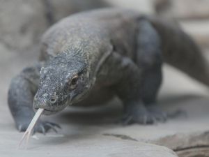 Beri Makan Komodo Tak Perlu Jauh-jauh ke Pulau Komodo, Bisa Juga di Cisarua