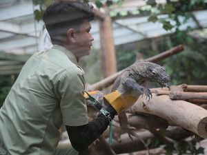Taman Safari Melepasliarkan 6 Komodo ke NTT Taman Safari Melepasliarkan 6 Komodo ke NTT