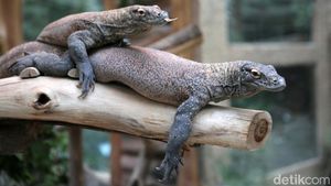Momen TSI Lepasliarkan 6 Ekor Komodo Hasil Pengembanganbiakan