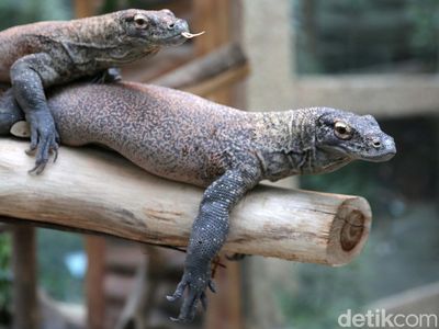 Momen TSI Lepasliarkan 6 Ekor Komodo Hasil Pengembanganbiakan