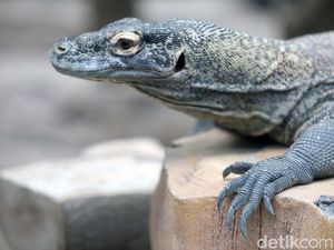 Penyebab Komodo Serang Warlok