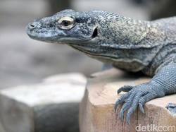 Penyebab Komodo Serang Warlok