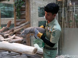 Cerita Totalitas Perawat Komodo di Taman Safari Indonesia, Pernah Digigit? Cerita Totalitas Perawat Komodo di Taman Safari Indonesia, Pernah Digigit?