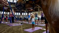 Keseruan Warga AS Ikut Kelas Yoga di Kandang Kuda