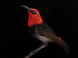 Mengenal Irianawidodoae, Burung Spesies Baru dari Pulau Rote