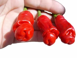 Cabai dengan Bentuk Tak Biasa