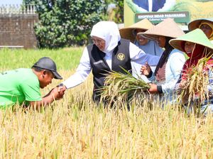 El Nino Godzilla Mengintai, Gubernur Khofifah Siapkan Strategi Pertanian