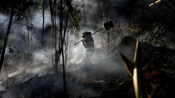 Hutan di Kolombia Hangus Dilalap Api