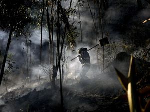 Hutan di Kolombia Hangus Dilalap Api
