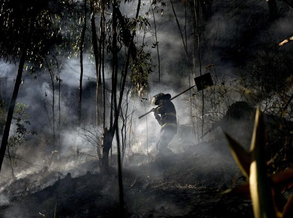 Hutan di Kolombia Hangus Dilalap Api