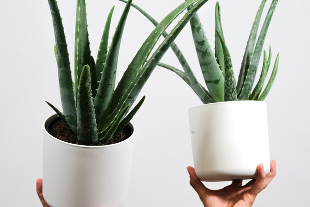 Masker lidah buaya/ Foto: Unsplash.com/ Feey Masker lidah buaya