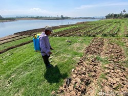 Petani KBB Tanam Palawija di Bantaran Citarum Imbas Kemarau Panjang