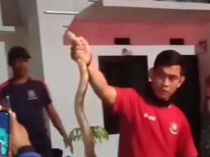 Ular King Cobra Masuk Permukiman Warga di Parepare, Damkar Evakuasi Ular King Cobra Masuk Permukiman Warga di Parepare, Damkar Evakuasi