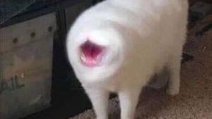 Potret Kucing Dalam Mode Panorama, Bikin Ngakak