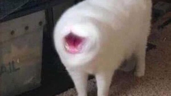 Potret Kucing Dalam Mode Panorama, Bikin Ngakak