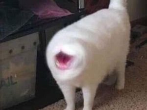 Potret Kucing Dalam Mode Panorama, Bikin Ngakak