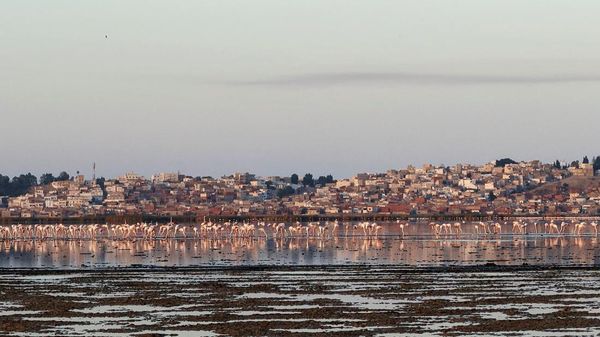 Ribuan Burung Kehilangan Surga Karena Laguna di Tunisia Mengering