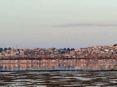 Ribuan Burung Kehilangan Surga Karena Laguna di Tunisia Mengering