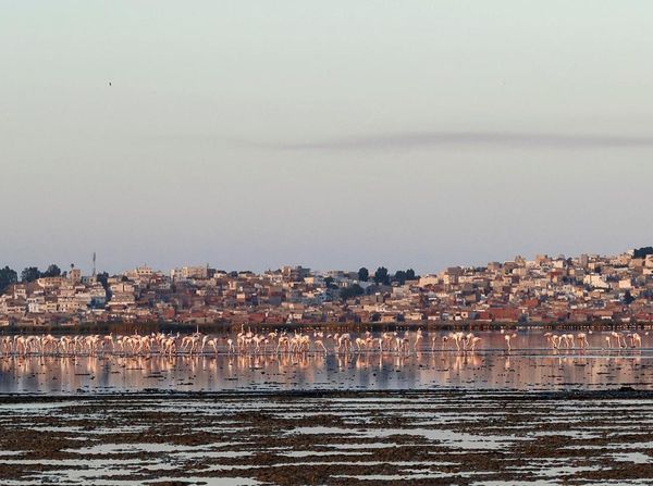 Ribuan Burung Kehilangan Surga Karena Laguna di Tunisia Mengering