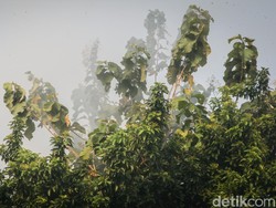 Pemulihan Hutan Bisa Jadi Solusi Tanggulangi Polusi