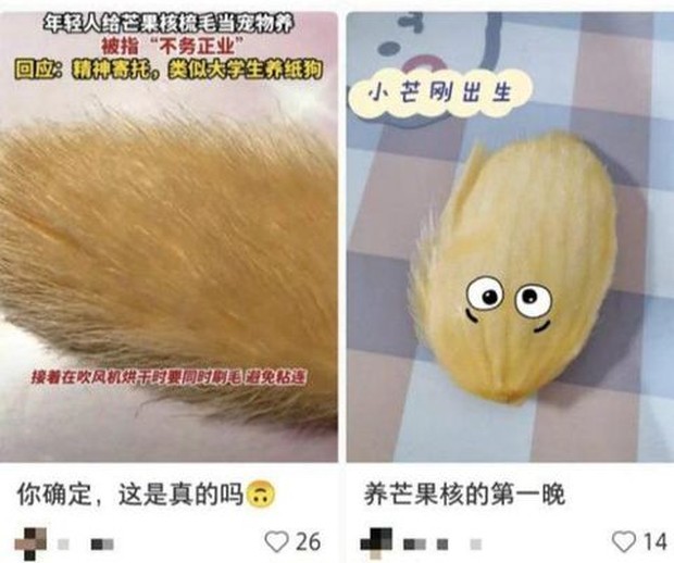 Tren memelihara biji mangga di China/Foto: dimsumdaily.hk Tren memelihara biji mangga di China/Foto: dimsumdaily.hk