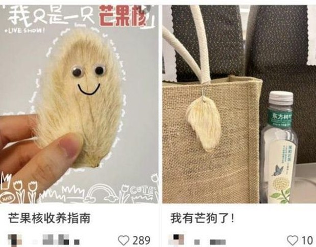 Tren memelihara biji mangga di China/Foto: dimsumdaily.hk Tren memelihara biji mangga di China/Foto: dimsumdaily.hk