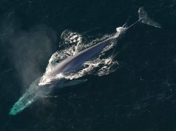 Kisah Whale 52, Paus Paling Kesepian di Dunia