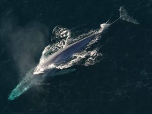Kisah Whale 52, Paus Paling Kesepian di Dunia Kisah Whale 52, Paus Paling Kesepian di Dunia