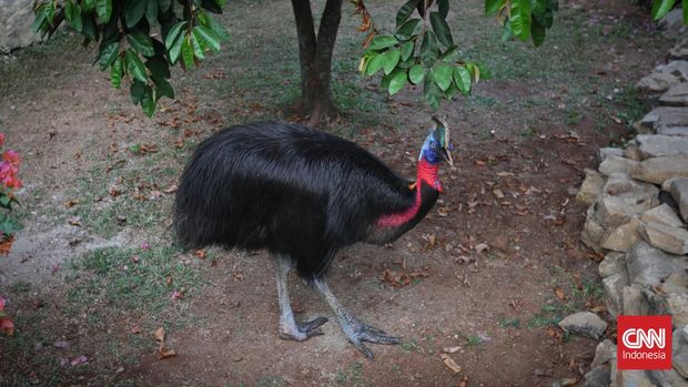 Suasana dan koleksi burung di Taman Burung Jagat Satwa Nusantara, Taman Mini Indonesia Indah (TMII), Jakarta, Kamis, 17 Agustus 2023. Taman Burung Jagat Satwa Nusantara telah menyelesaikan proses revitalisasi selama tiga bulan dan siap menerima kunjungan masyarakat tepat pada tanggal 17 Agustus mendatang. CNN Indonesia/Safir Makki