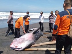 Sedih, Hiu Sepanjang 5 Meter Terdampar-Mati di Pantai Purworejo