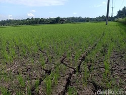 Anggaran Pertanian 2024 Naik, PPP Minta Fokuskan untuk Antisipasi El Nino