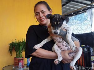 Pelihara-Rawat Belasan Anjing, Dian Fransiska Ogah Disebut Dog Lovers Pelihara-Rawat Belasan Anjing, Dian Fransiska Ogah Disebut Dog Lovers