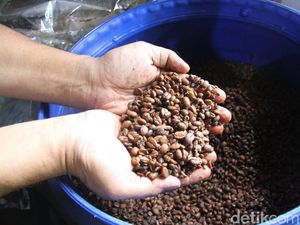 Nikmatnya Kopi Excelsa Baceman Madu di Jombang Bikin Ketagihan