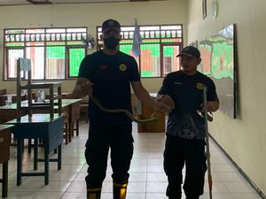 Ular King Cobra Masuk Kelas SMAN 3 Pangkalan Bun Kalteng, Damkar Evakuasi Ular King Cobra Masuk Kelas SMAN 3 Pangkalan Bun Kalteng, Damkar Evakuasi