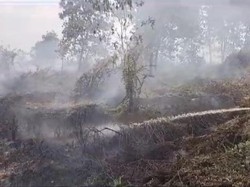 Luas Lahan Terbakar di Kalbar Capai 5,7 Hektare, Diduga Sengaja Dibakar