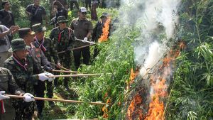 21 Ribu Batang Ganja Dibakar di Aceh