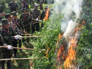 21 Ribu Batang Ganja Dibakar di Aceh