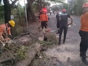 Pohon Tumbang Timpa Pemotor di Buleleng Pohon Tumbang Timpa Pemotor di Buleleng