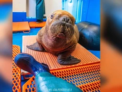 Ini Walrus Langka, tapi Mati Meski Telah Diterapi Cuddle 24/7