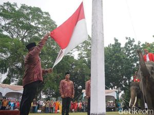Sukses! 3 Gajah Sumatera Kibarkan Bendera Merah Putih di Pekanbaru Sukses! 3 Gajah Sumatera Kibarkan Bendera Merah Putih di Pekanbaru