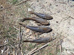 Video: Pramomo Instruksikan Pembersihan Ikan Sapu-sapu Serentak di Jakarta