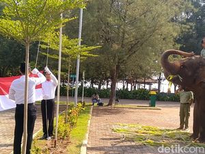 Gajah di Taman Safari Batang Ikut Hormat saat Upacara HUT RI Gajah di Taman Safari Batang Ikut Hormat saat Upacara HUT RI