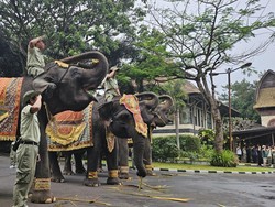 Kompak, Gajah Ikut Beri Hormat Saat Merah Putih Berkibar di Bali Safari